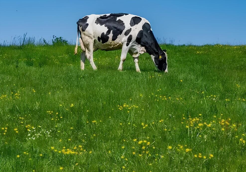 Assurance Multirisque Climatique – Prairie